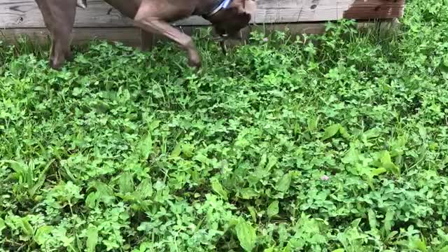 Pittie snake hunt