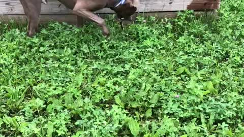 Pittie snake hunt