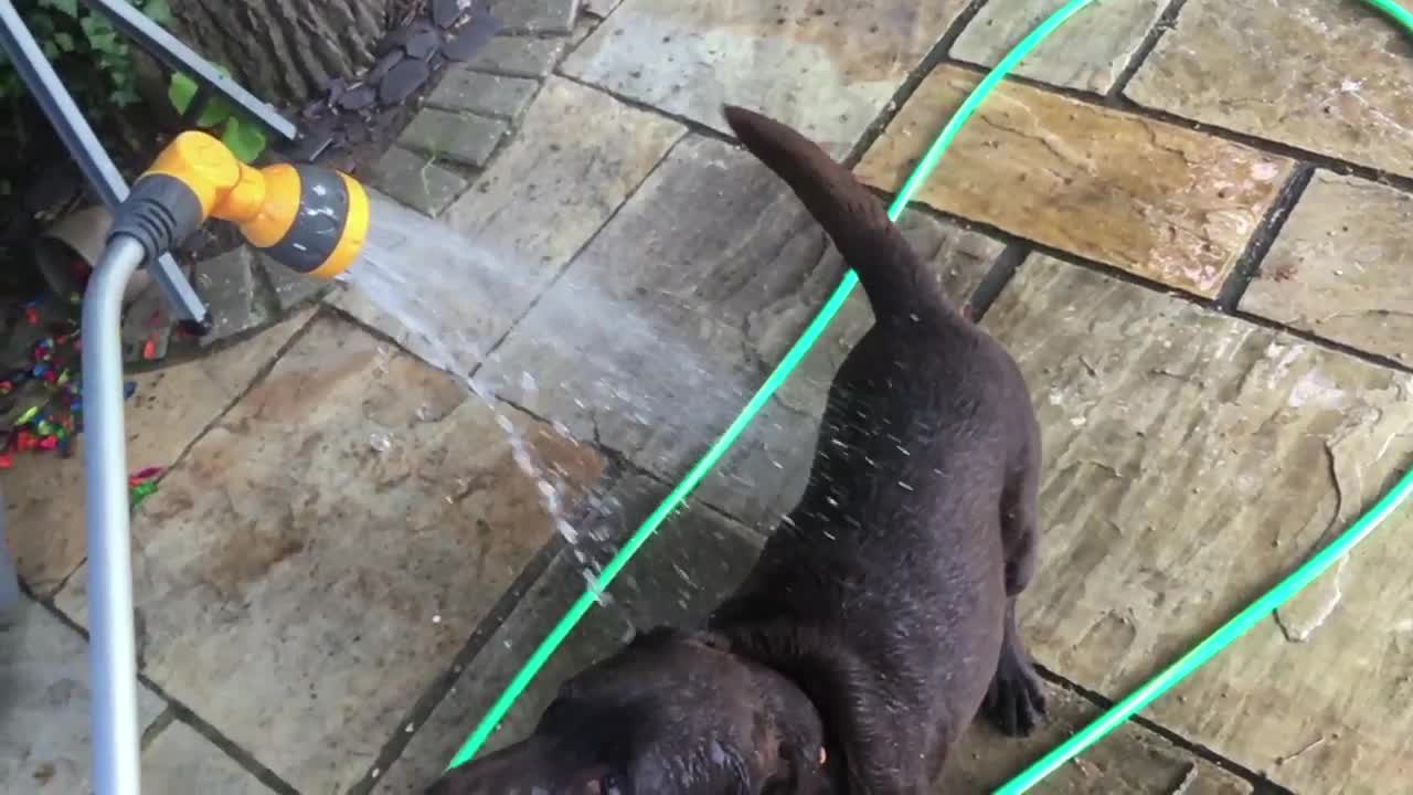 dog loves or hates the garden hose... you decide!