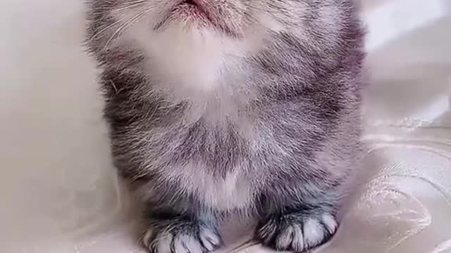 Baby cat cutie