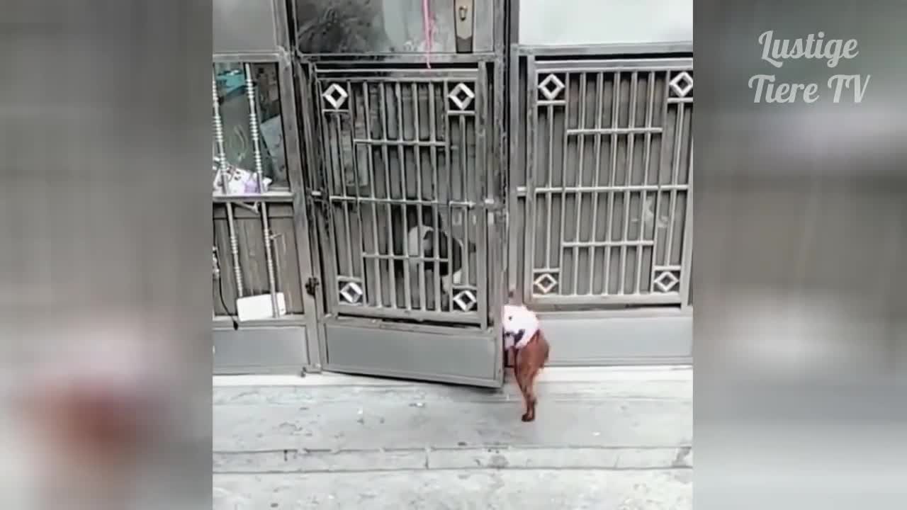 Super funny compilation of different animals
