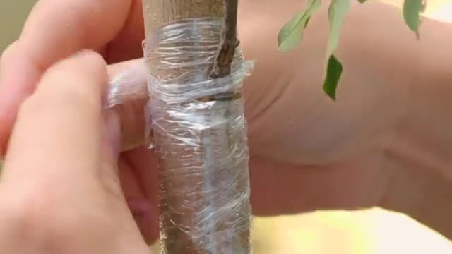 Cactus grafting method and other gardening ideas.