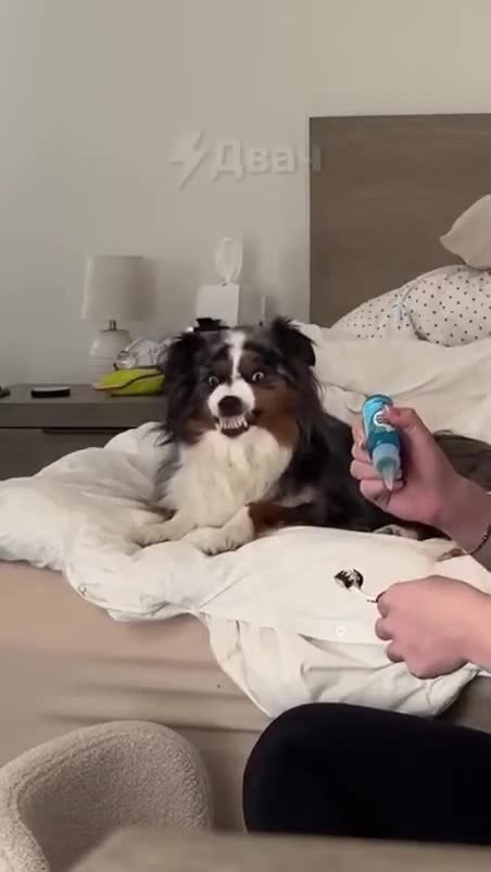 Preparing for tooth cleansing..