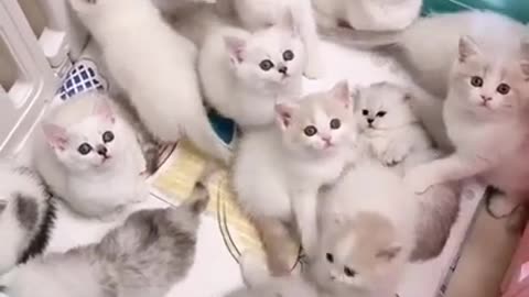 Baby Cats_-- Cute and Funny Cat Videos _ cute pet care 02 _shorts