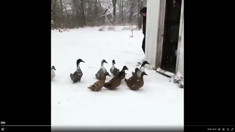 Quick Smile: Please enjoy these ducks changing their minds.