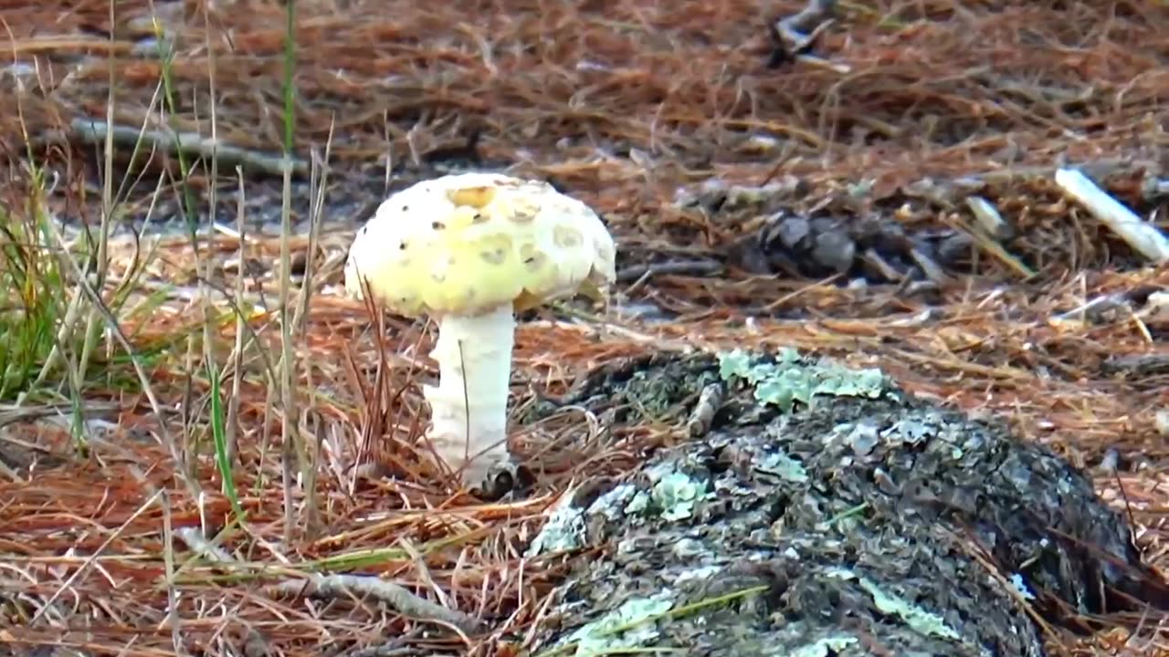 Mushroom