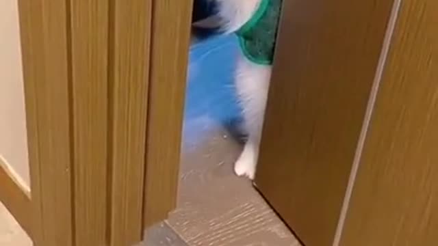 Funny cat Video