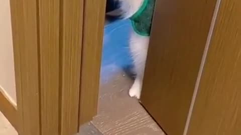 Funny cat Video