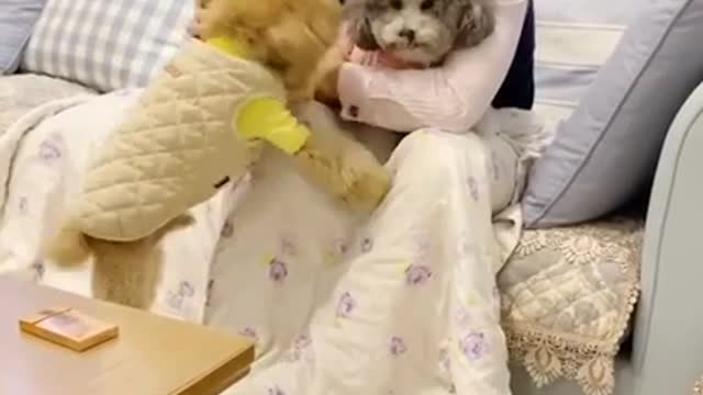 🅰️#Short Aww Pets & Animals quincy the dog funny videos