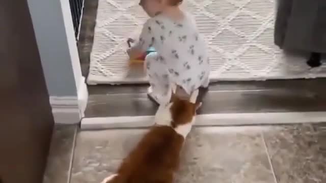 Cat catch the baby 😂