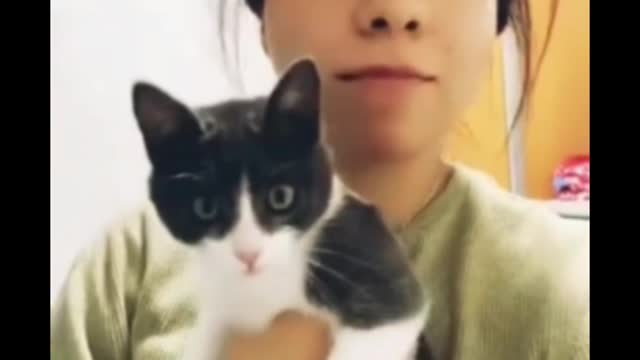 Cat short video ll funny video #shorts