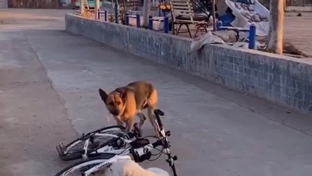 Dogs are helping each other