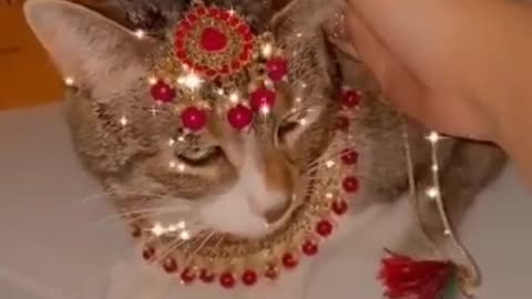 a cute cat bride is made ☺️