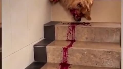See what happened to this dog after eating dragon fruit