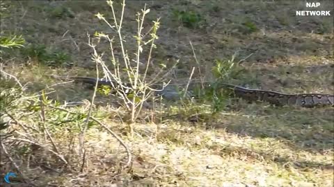 Giant Python confrontation vs Leopard