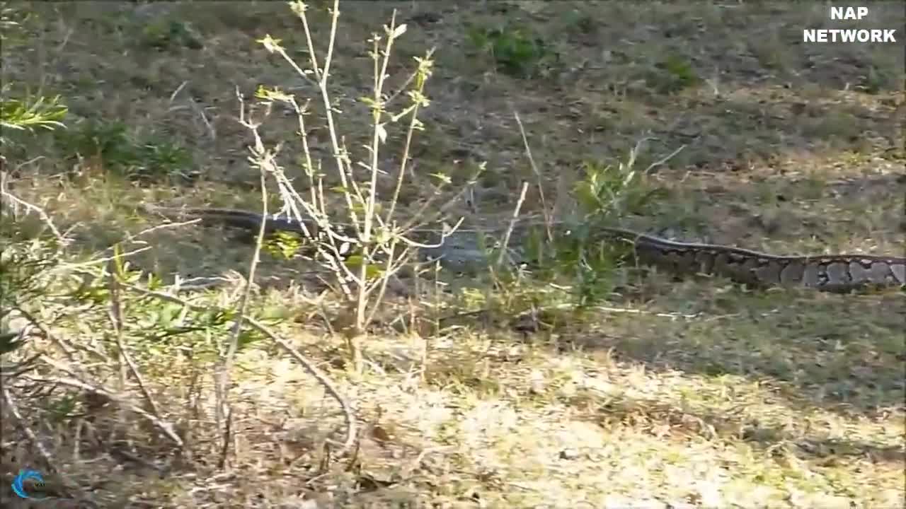 Giant Python confrontation vs Leopard