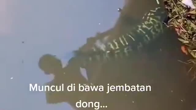 Ikan toman mahal