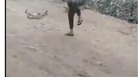 a small dog channel man to a fight!