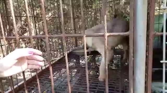 Help save dogs in the dog meat trade!