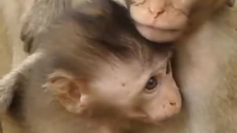 Monkey video