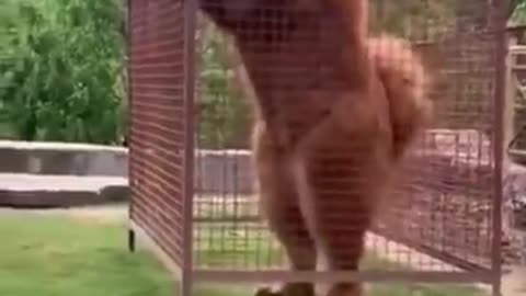 Dangerous dog # tibetan mastiff dangerous 🔥 short # video # tibetan mastiff