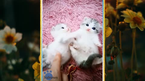 Cute And Funny Pets Compilation #6r