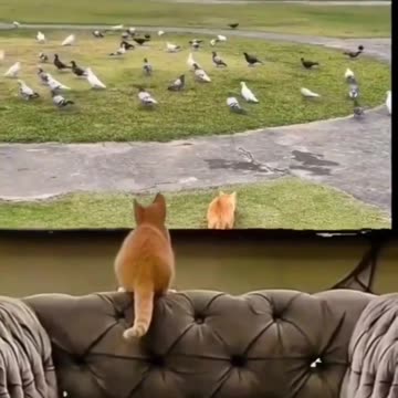 #funny Cat and Dog #funny animals