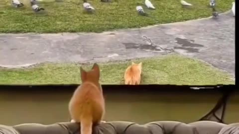 #funny Cat and Dog #funny animals