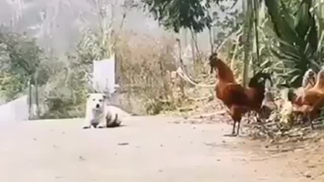 Dog deserved a Medal🤣😂