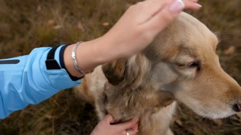 Petting a Labrador