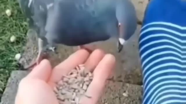 Cute animal behavior makes you happy