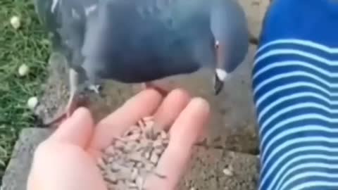 Cute animal behavior makes you happy