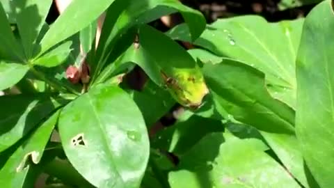 Beautiful Flying Insects With Slow Motion