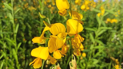 Beautiful Flowers Nature Flowers Amazing Flowers