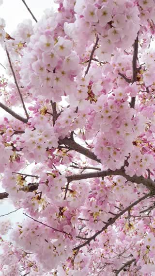 Cherry Blossoms - West Vancouver