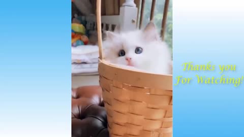 Funny Cats doing funny things | can't stop laughing