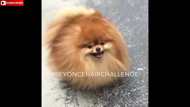 Best Funny Video | Most Funnies Video