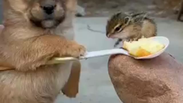 Funny dog