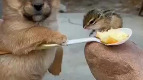 Funny dog
