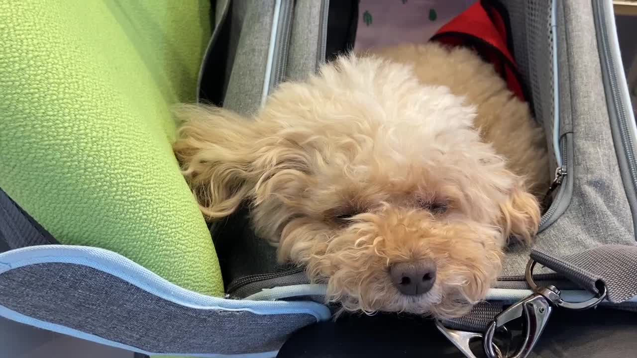 dog sleeping in a bag