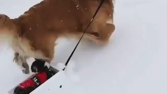 puppy takes the cat on a sled through the snow