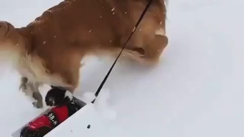 puppy takes the cat on a sled through the snow