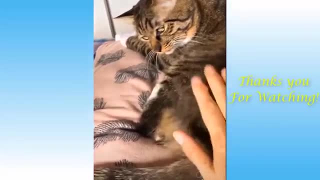 funny animal with cute