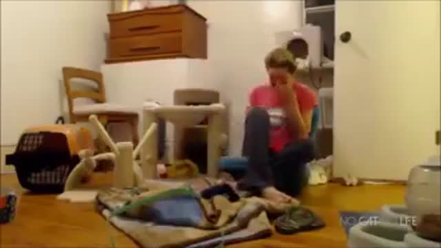 The funniest cat scares of all time !!!