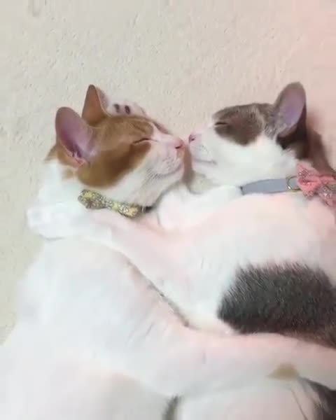 We are such a cute couple 🐈🐈❤️💕🤗🥰