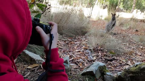 Young kid taking pictures of a kangaroo