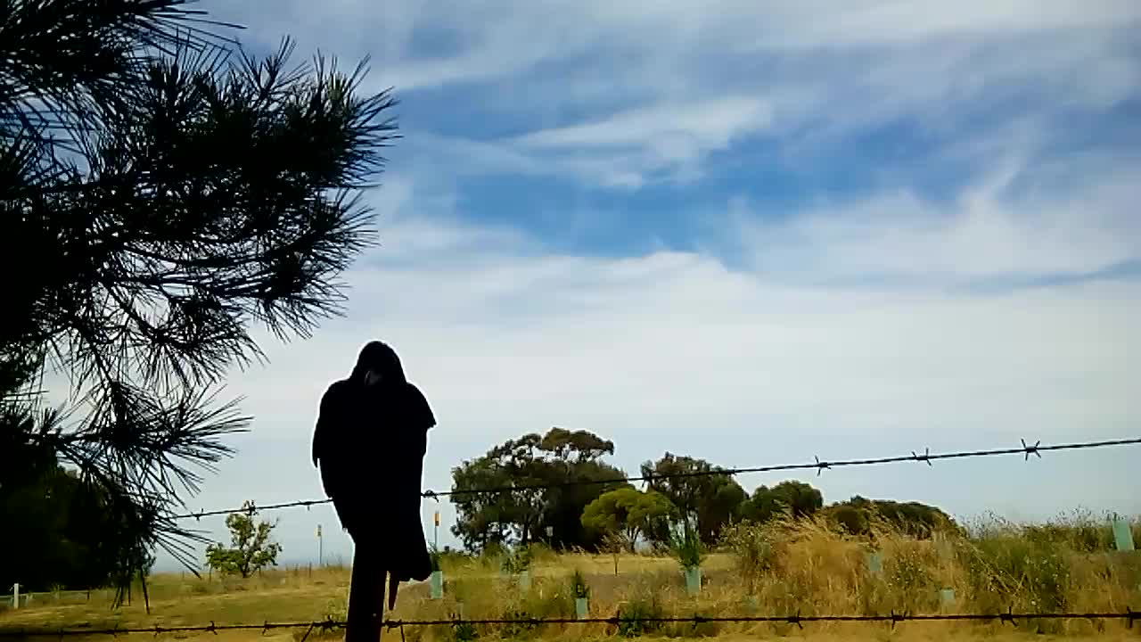 Crow that lives here