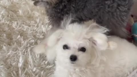 Golden Retriever Meets Puppies for the First Time