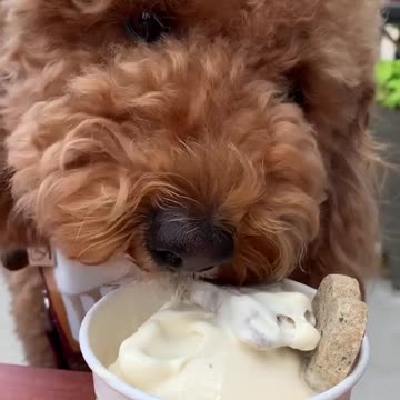 Luna Goldendoodle is enjoying sweet breakfast of sundaes