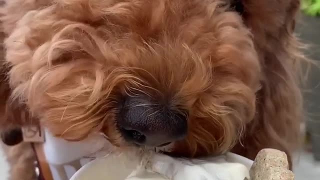 Luna Goldendoodle is enjoying sweet breakfast of sundaes